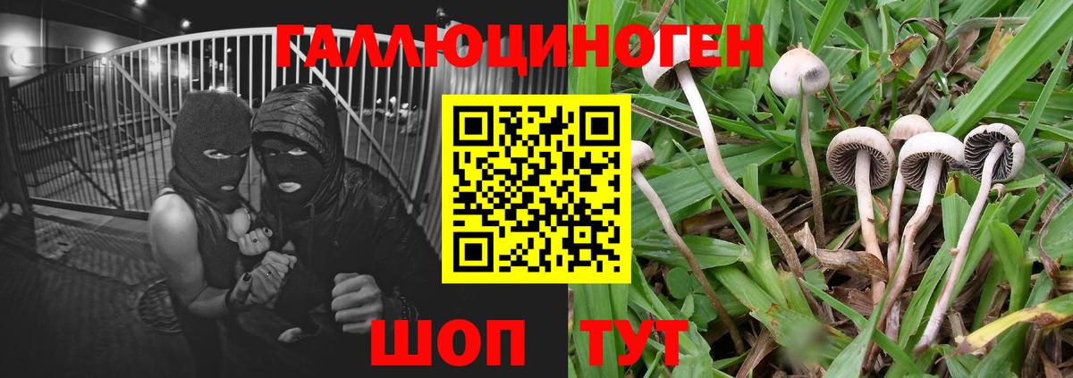 Псилоцибиновые грибы GOLDEN TEACHER Элиста